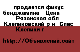 продается фикус бенджамина › Цена ­ 300 - Рязанская обл., Клепиковский р-н, Спас-Клепики г.  »    